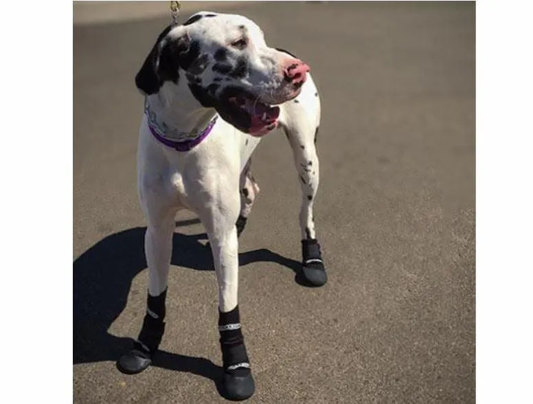 Walkabout Protective Dog Boots (single boot)