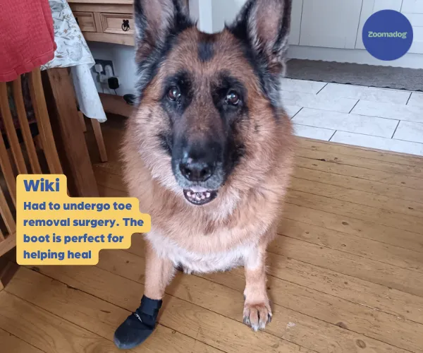 Walkabout Protective Dog Boots (single boot)