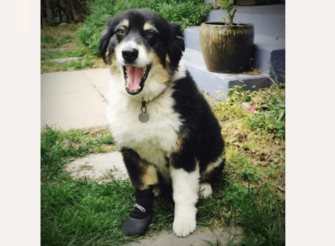 Walkabout Protective Dog Boots (single boot)