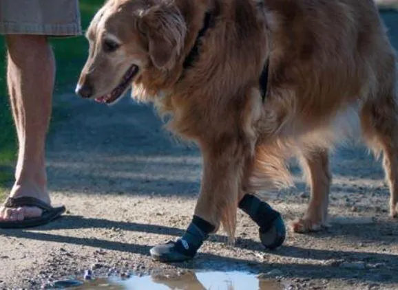 Walkabout Protective Dog Boots (single boot)