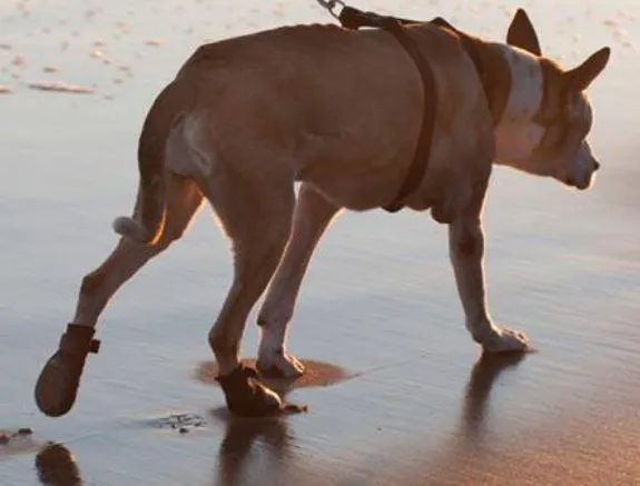 Walkabout Protective Dog Boots (single boot)